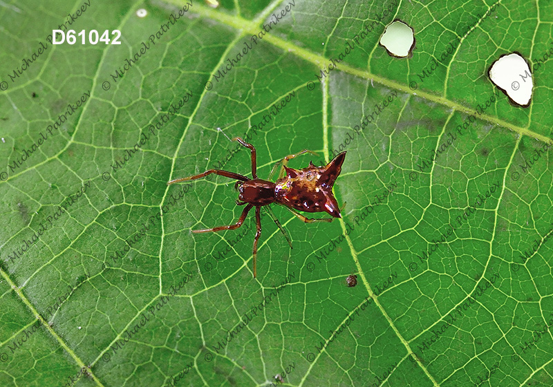 Arrow-shaped Micrathena (Micrathena sagittata)